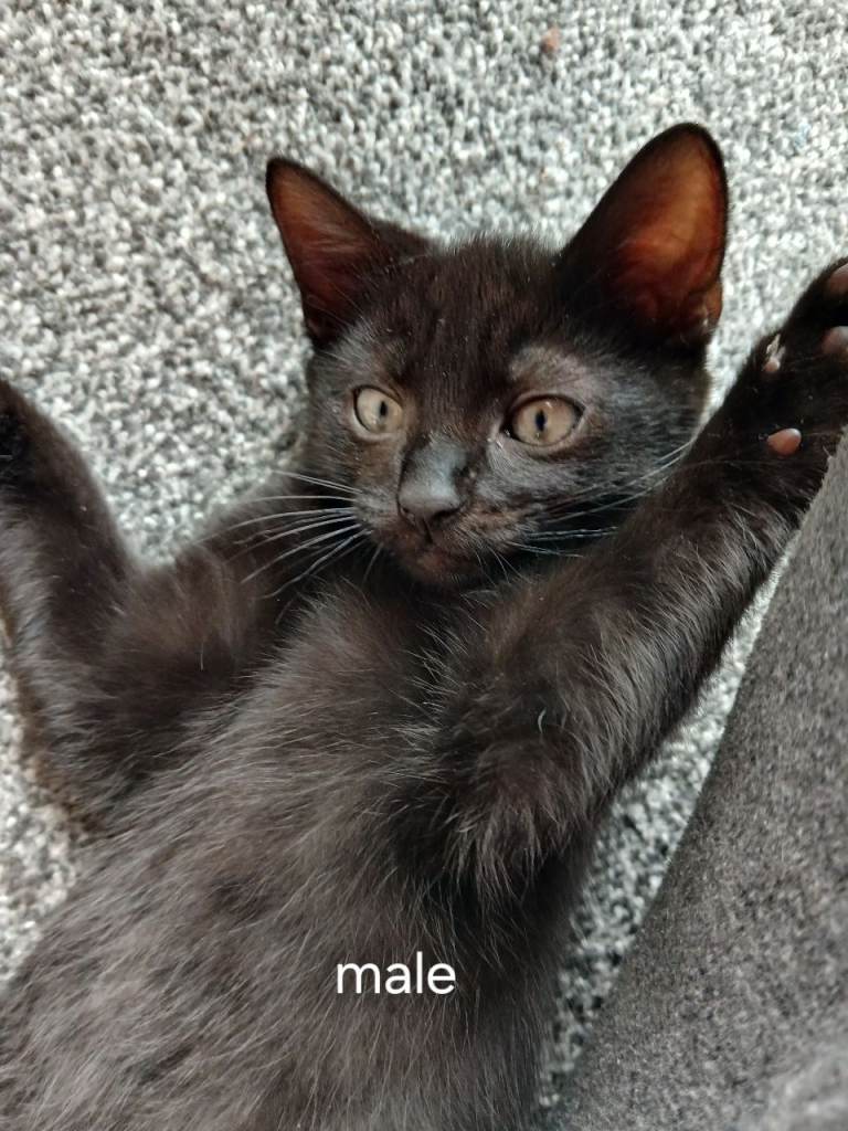 Kittens for sale