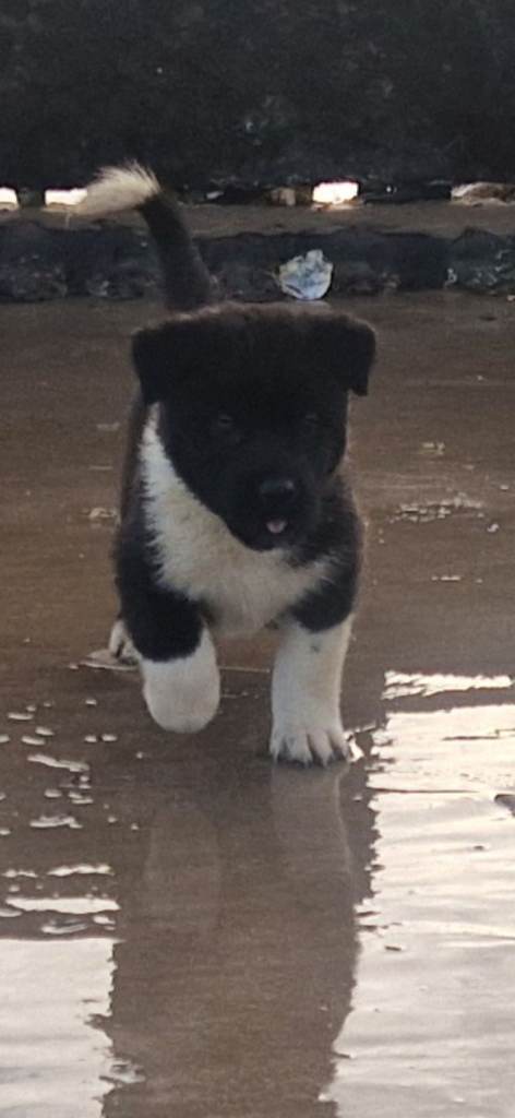 AMERICAN AKITAS PUPPIES