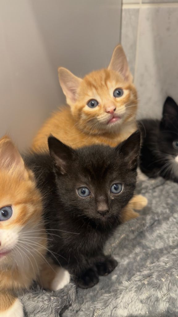 Beautiful kittens for sale 