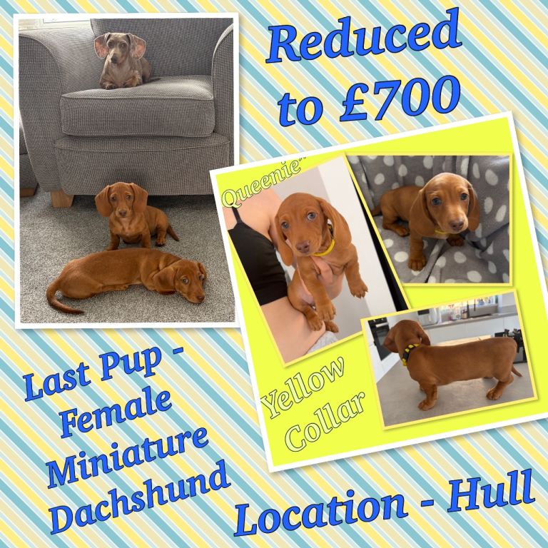Miniature dachshund puppies
