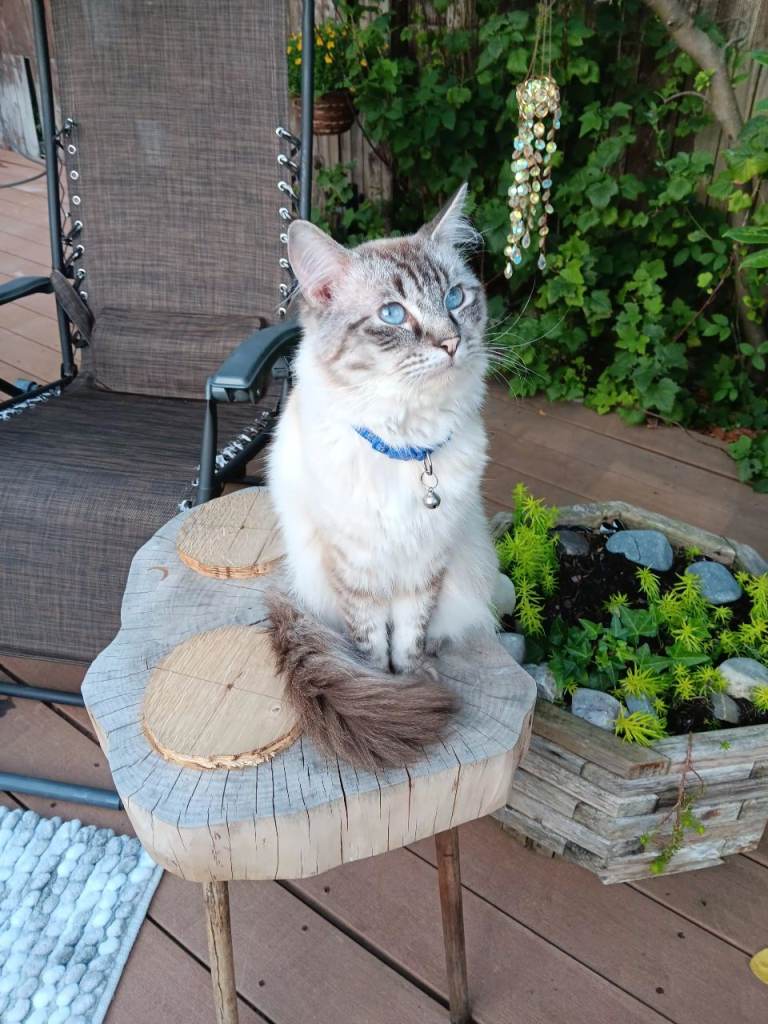 Ragdoll Blue Linx for sale .