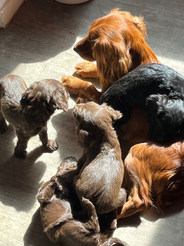 Mixed spaniel puppies