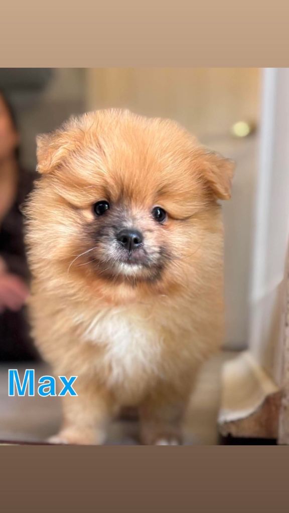  (1 girl and 3boys) Beautiful Pomeranian Puppie – THEY ARE READY TO LEAVE FROM AUGUST 28th 
