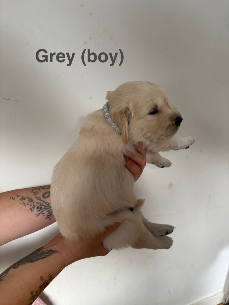 Golden Retriever puppy
