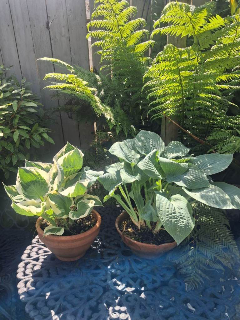Two garden hosta plants in terracotta pots 
