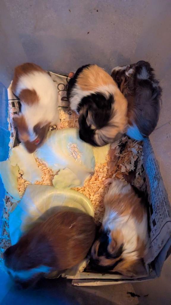 Beautiful Male Baby Guinea pigs 