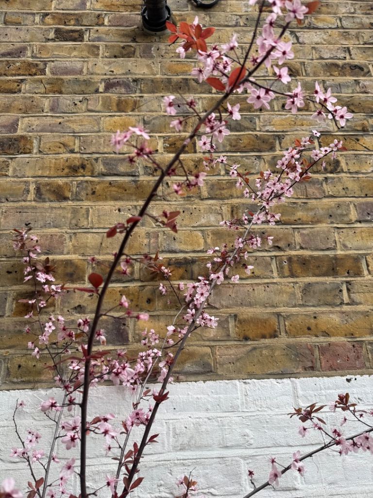 Flowering cherry tree