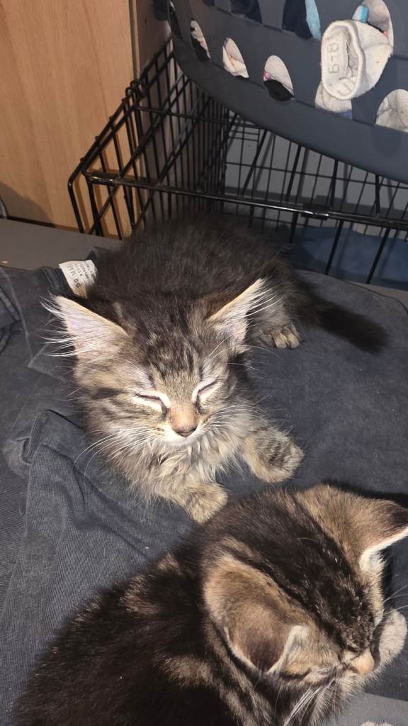 10 week old kittens