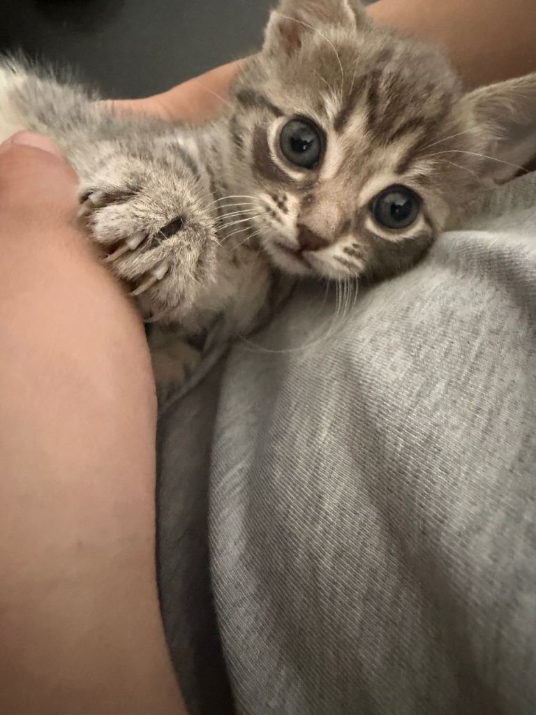 Beautiful bengal cross kittens READY THIS WEEKEND