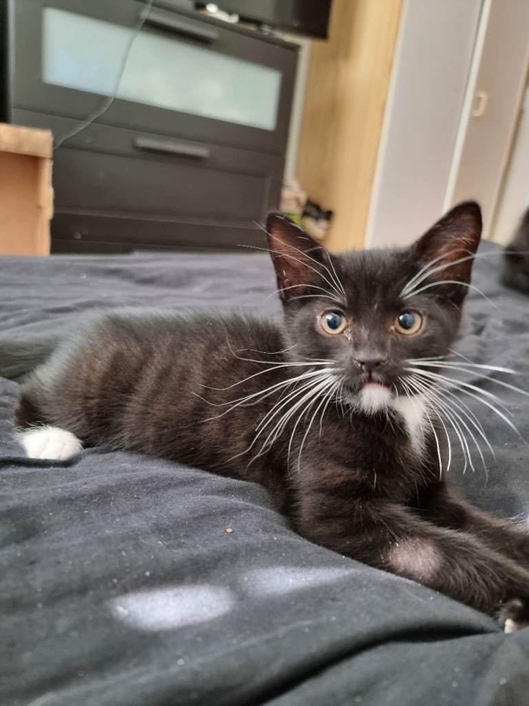 Two beautiful kittens for sale