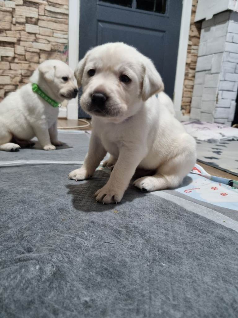 : ​Premium Cream Labrador Puppies – Raised with Love & Perfection! 🏠❤️