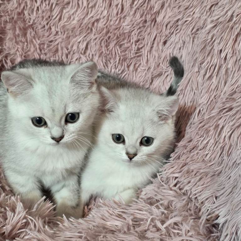British Shorthair Chinchilla Silver Male and Female available
