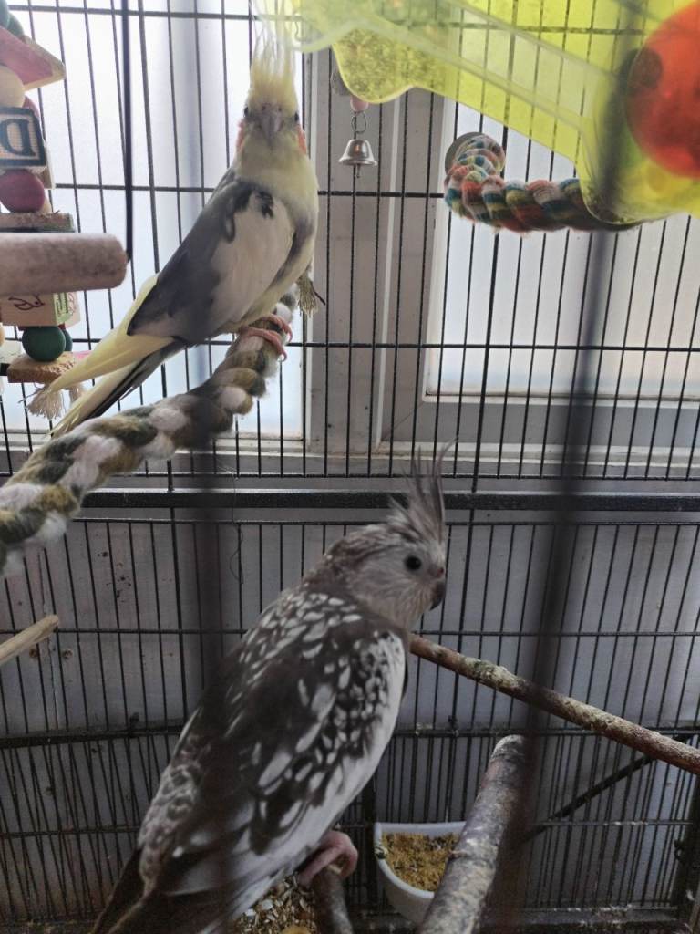 Pair of cockaiels 
