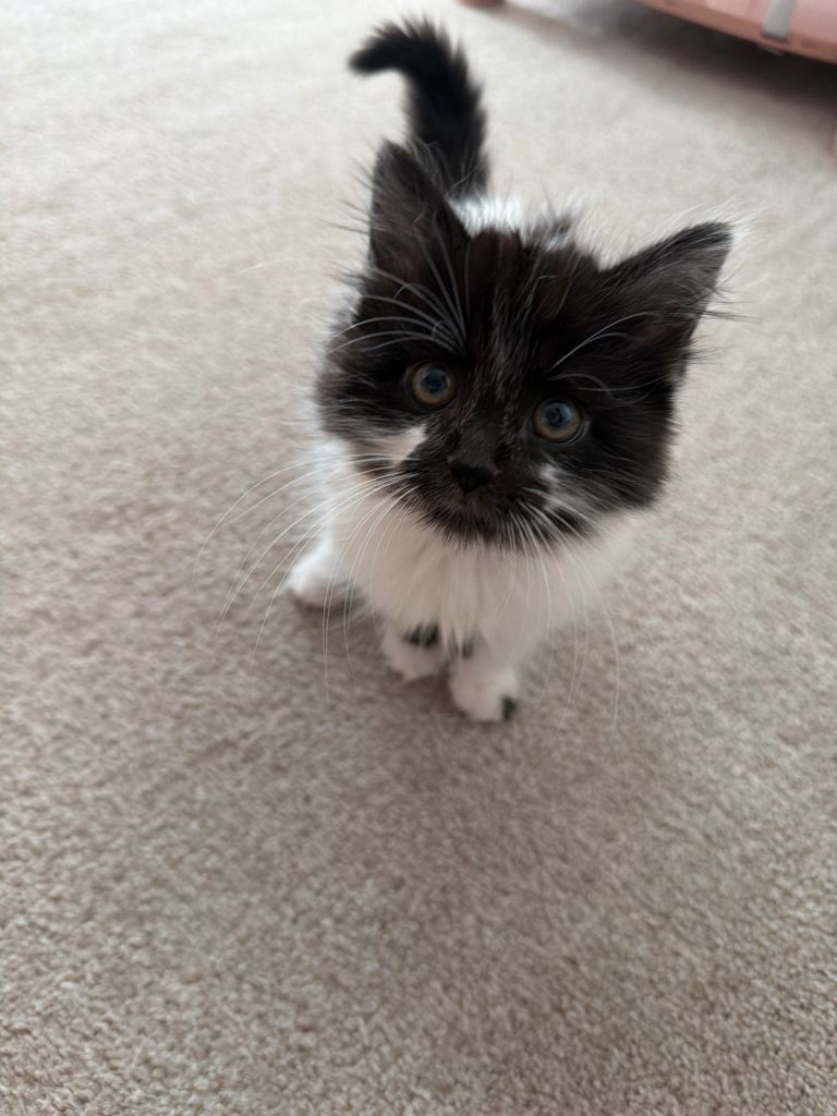 Kitten 