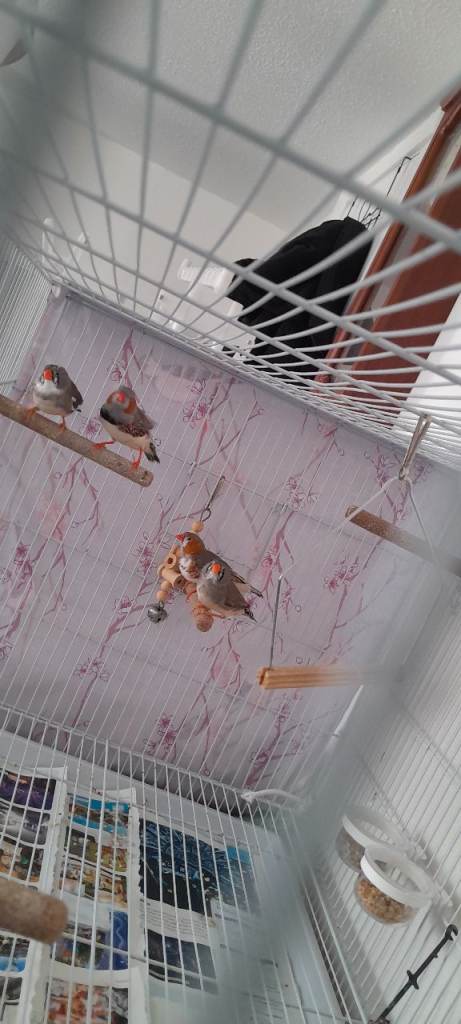 Zebra Finches – Two Separate Setups