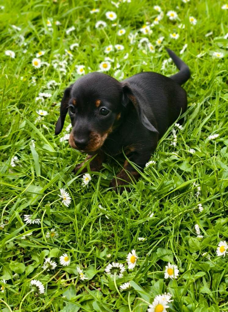 Wonderful Dachshund puppies for sale 🐶