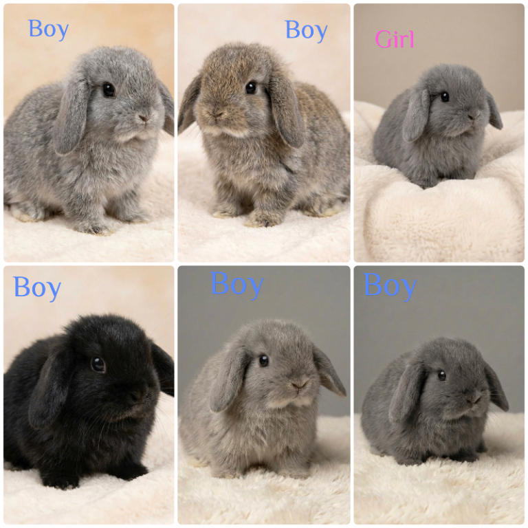 Baby Mini Lops (Ready 16/04)