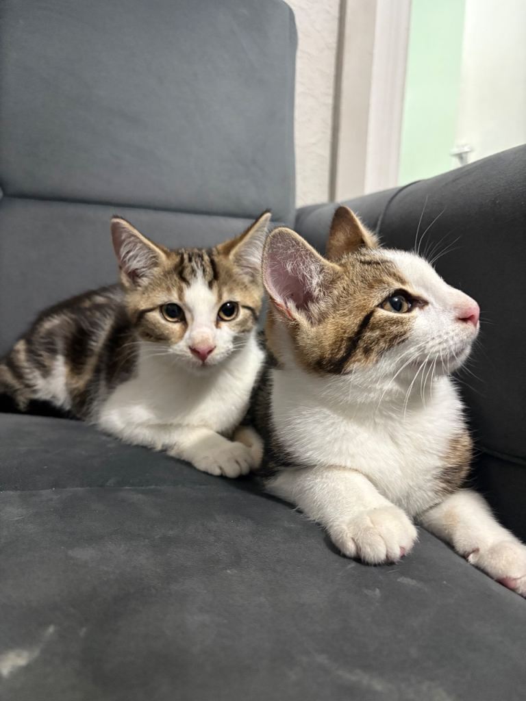 Beautiful Kittens Now Ready