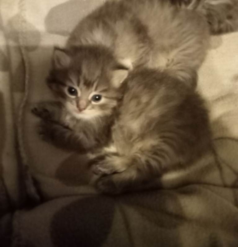 Fluffy Grey Kittens