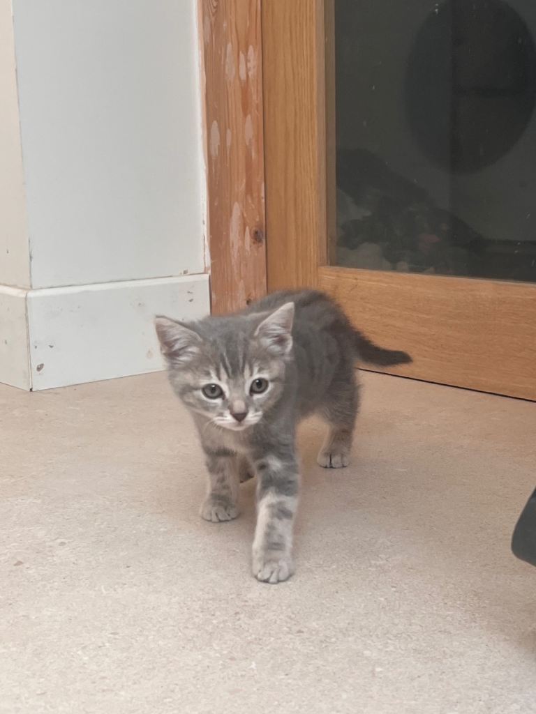 Half British short hair kittens for sale 