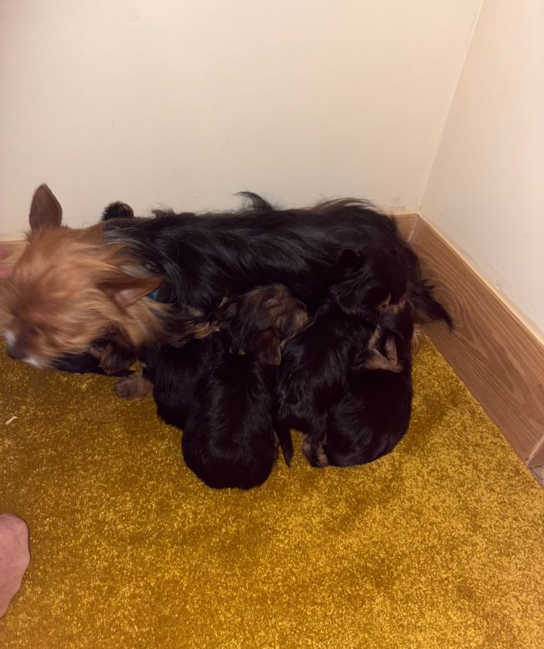 Yorkshire Terrier puppies for sale 