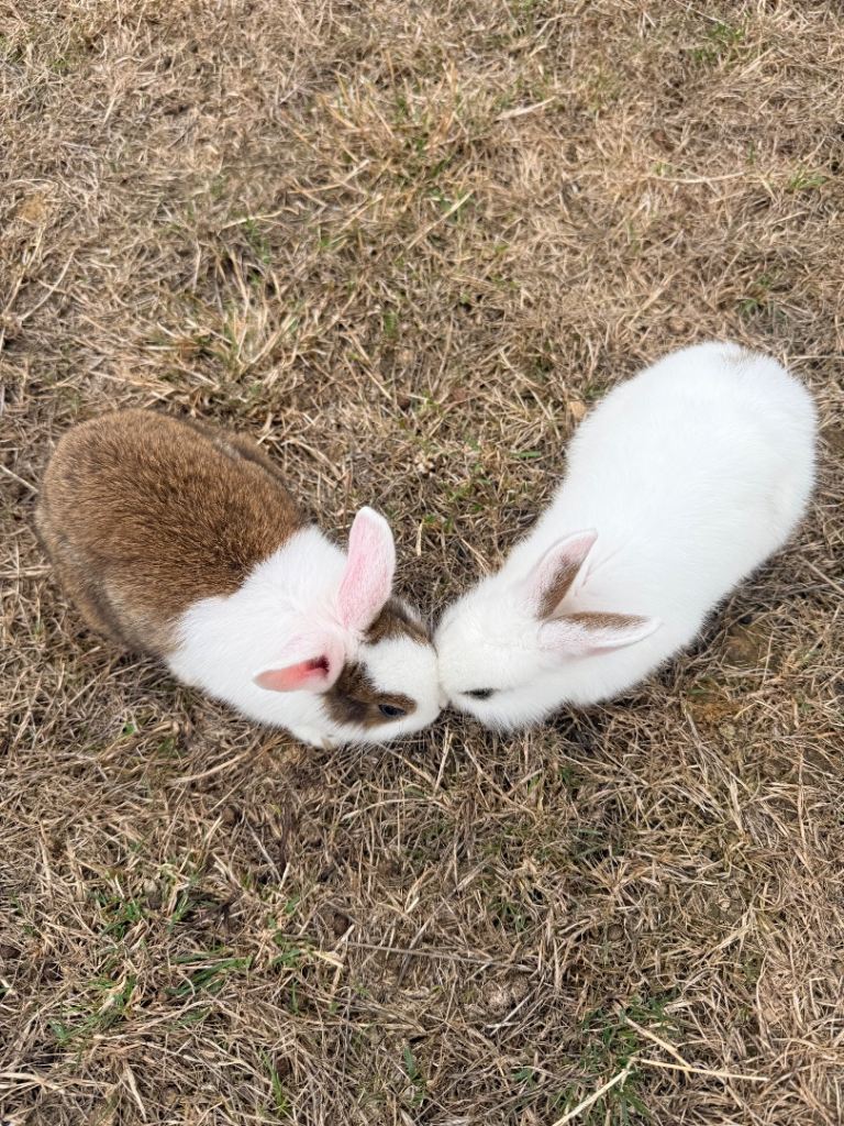Rabbits