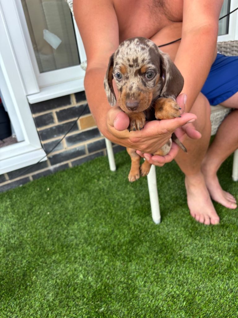 Miniature dachshund puppy’s 