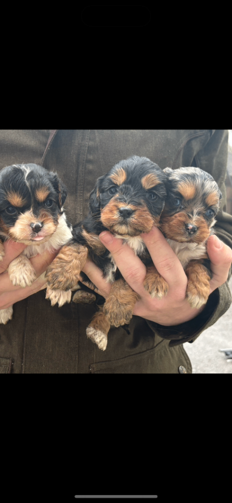 King Charles spaniel cross cockapoo 