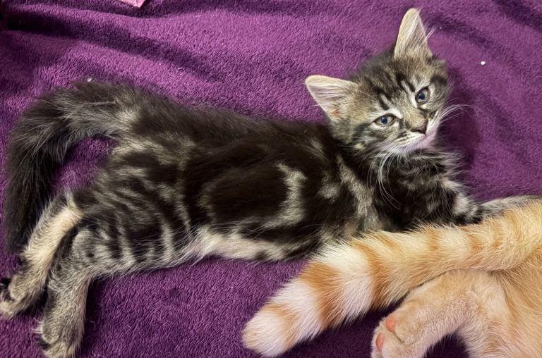 Fun loving kittens 