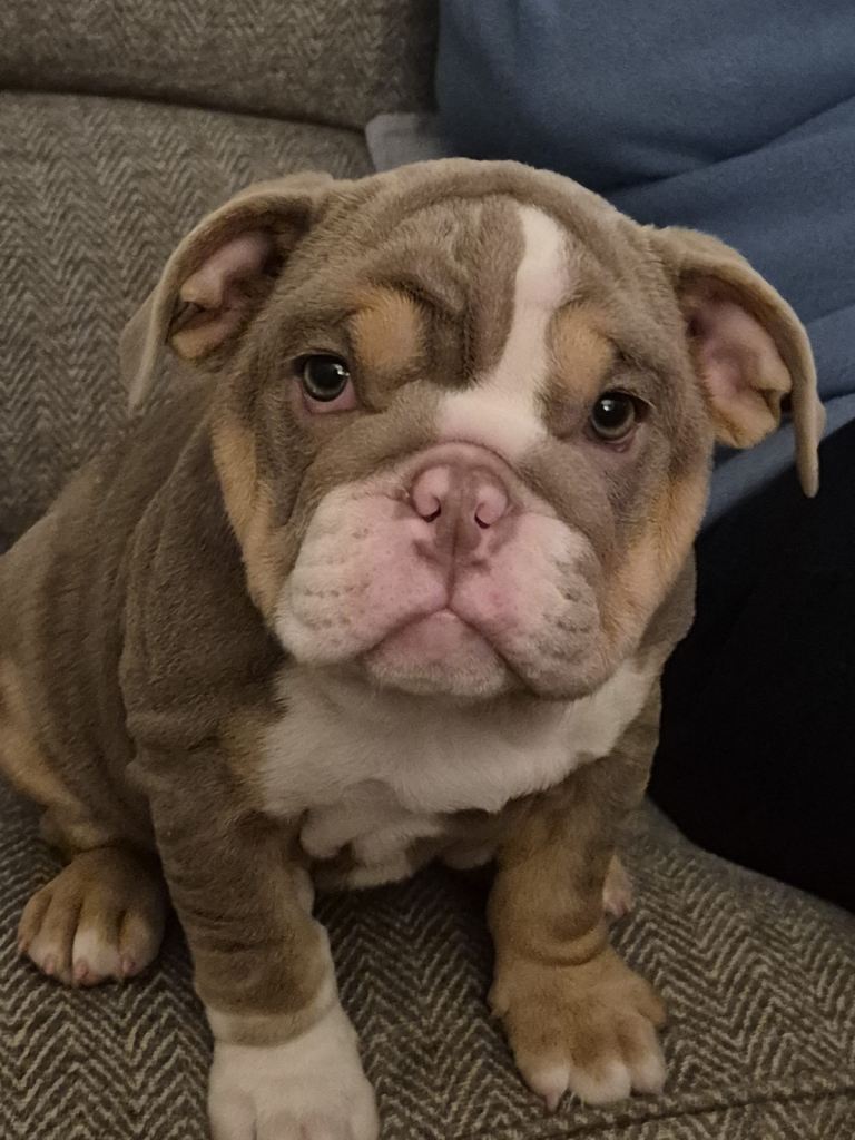Bull dog puppies 