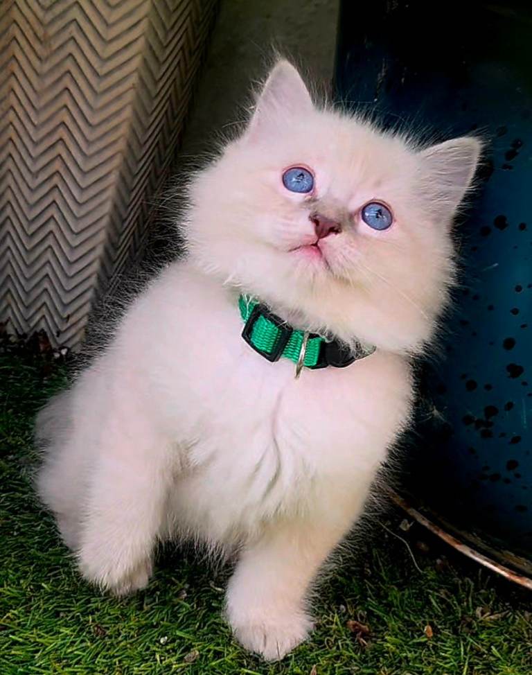 Ragdoll kitten