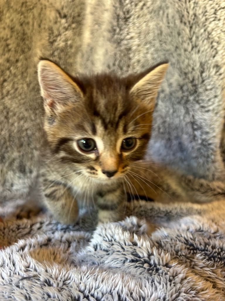 Tabby kittens ready to leave 🐱 