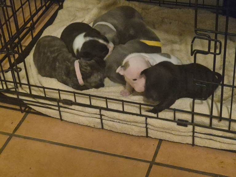 Frenchie x staffy puppies