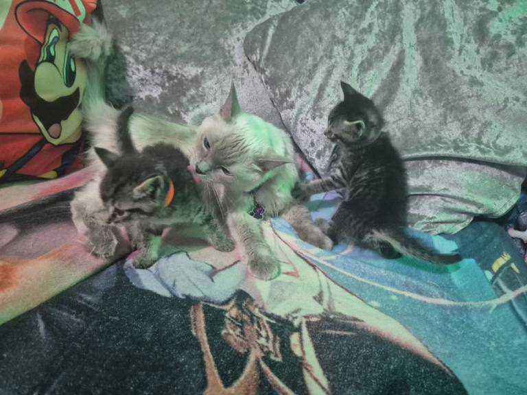 Ragdoll X Grey Tabby Kittens For Sale