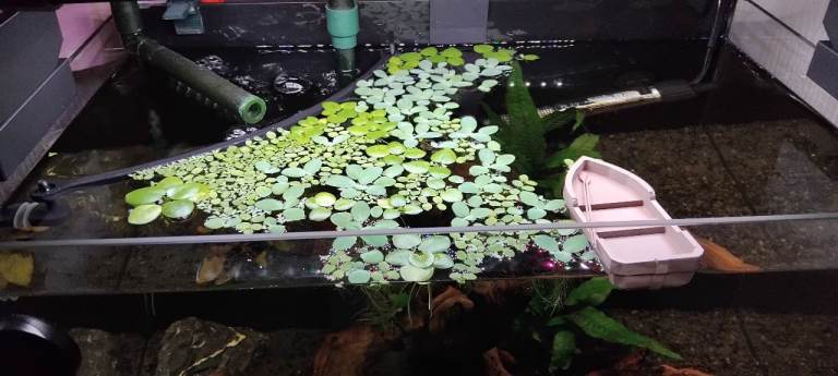 Aquarium Floating plant, water lettuce 