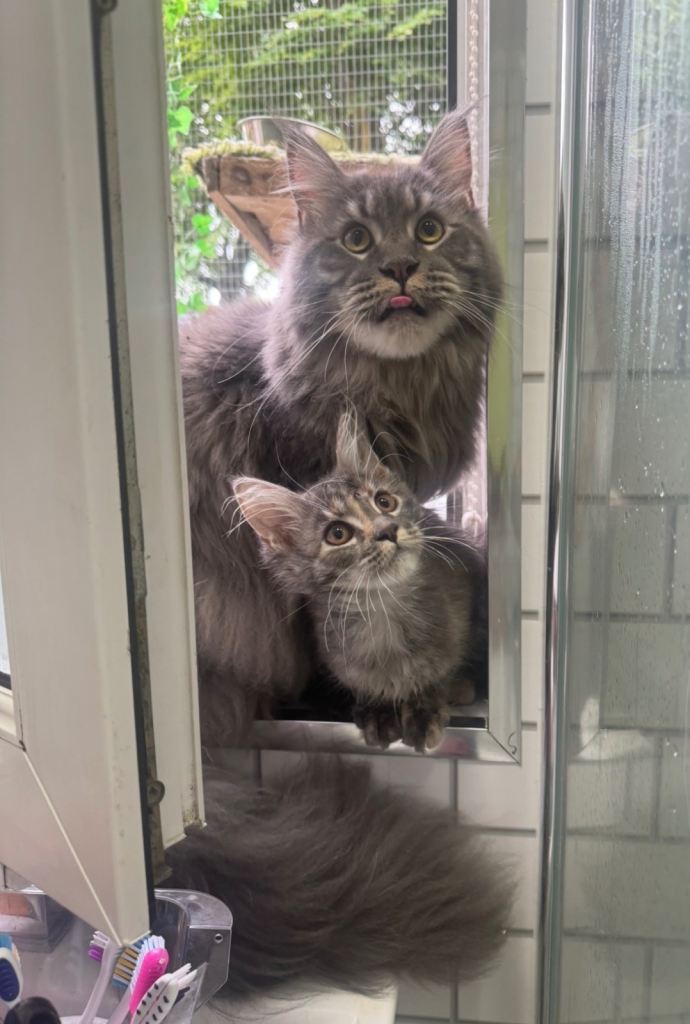 Two Female Maine Coon Kittens 