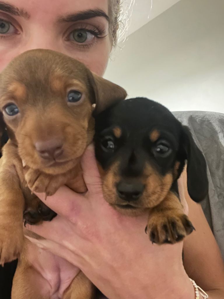 Miniature Dachshund Female Available