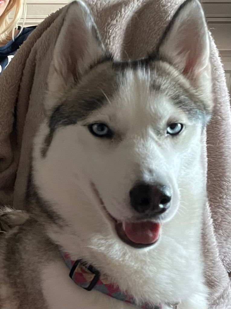 Siberian huskies  pair 