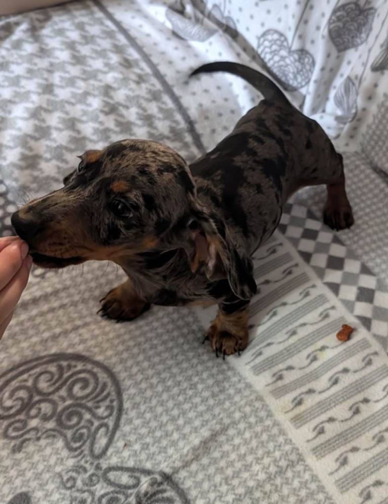 Miniature Dachshund puppys