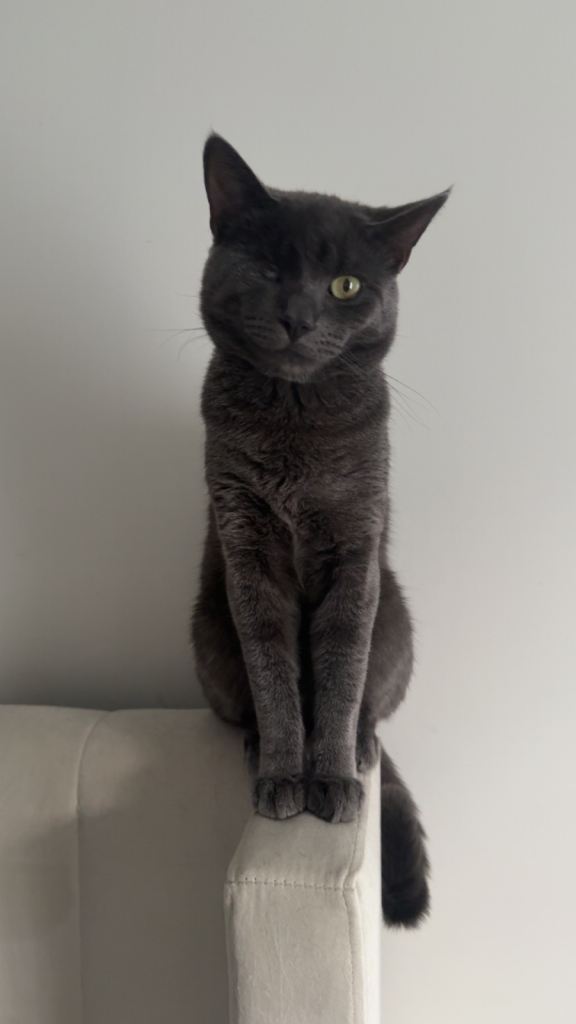Russian blue cat