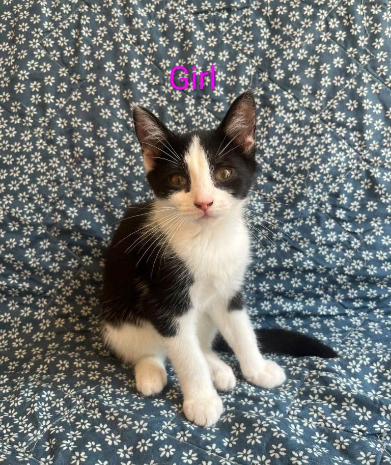 12 week kittens