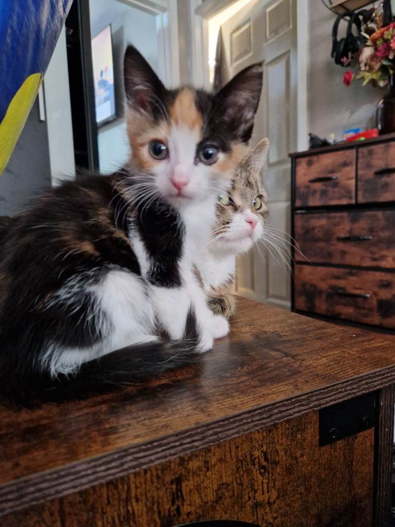 Stunning kittens ready now!