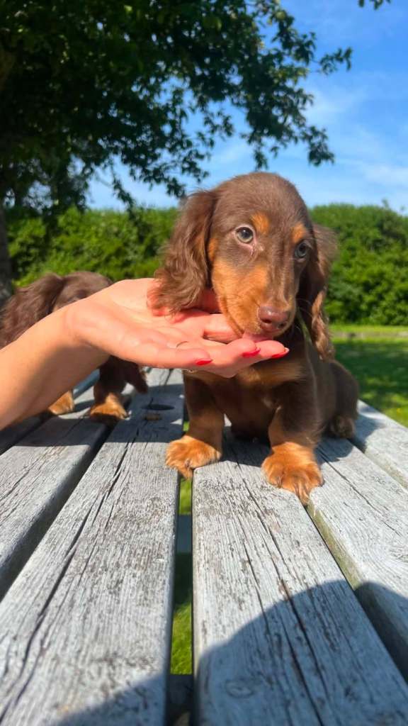 📢 REDUCED✨️KC registered Stunning Longhaired Miniature Dachshund Boys – KC Registered – Ready Now