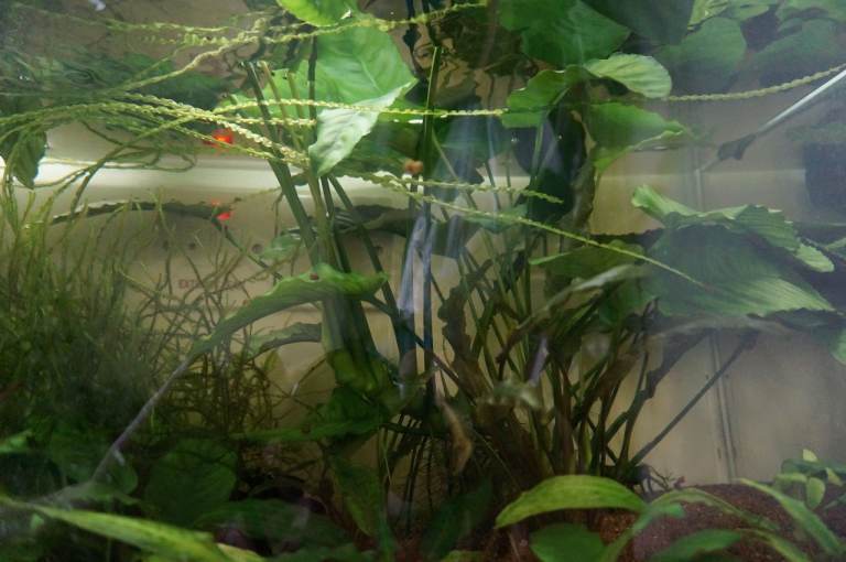 60cm 70 Litres Aquarium Fish tank,