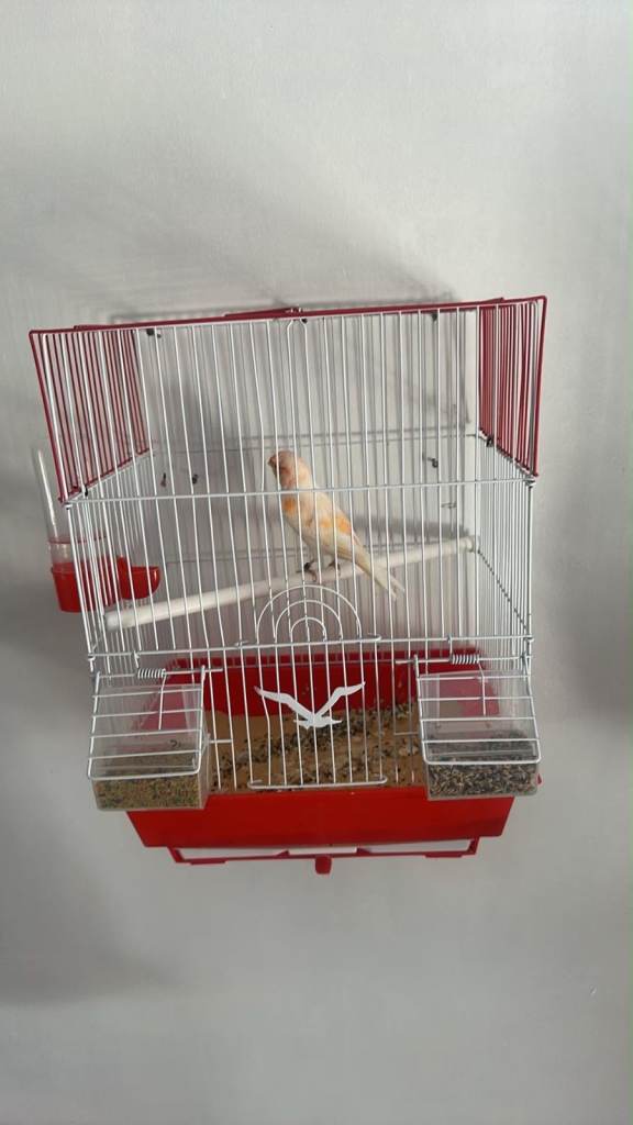 Bird cage 