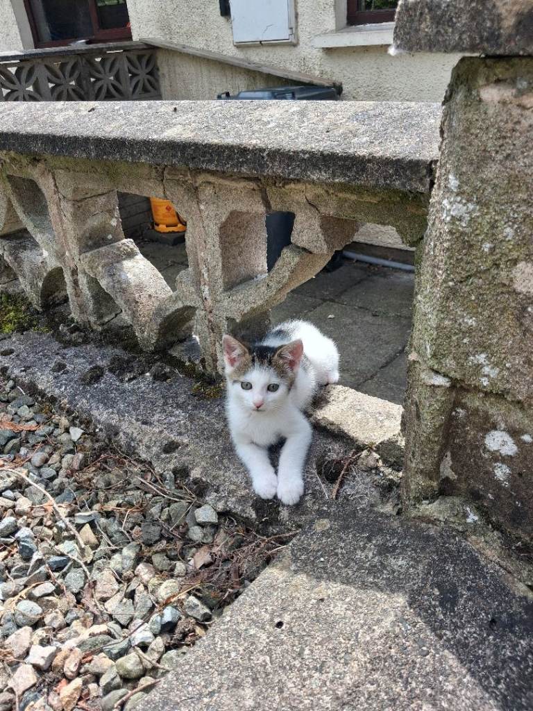 3 little kittens for sale 