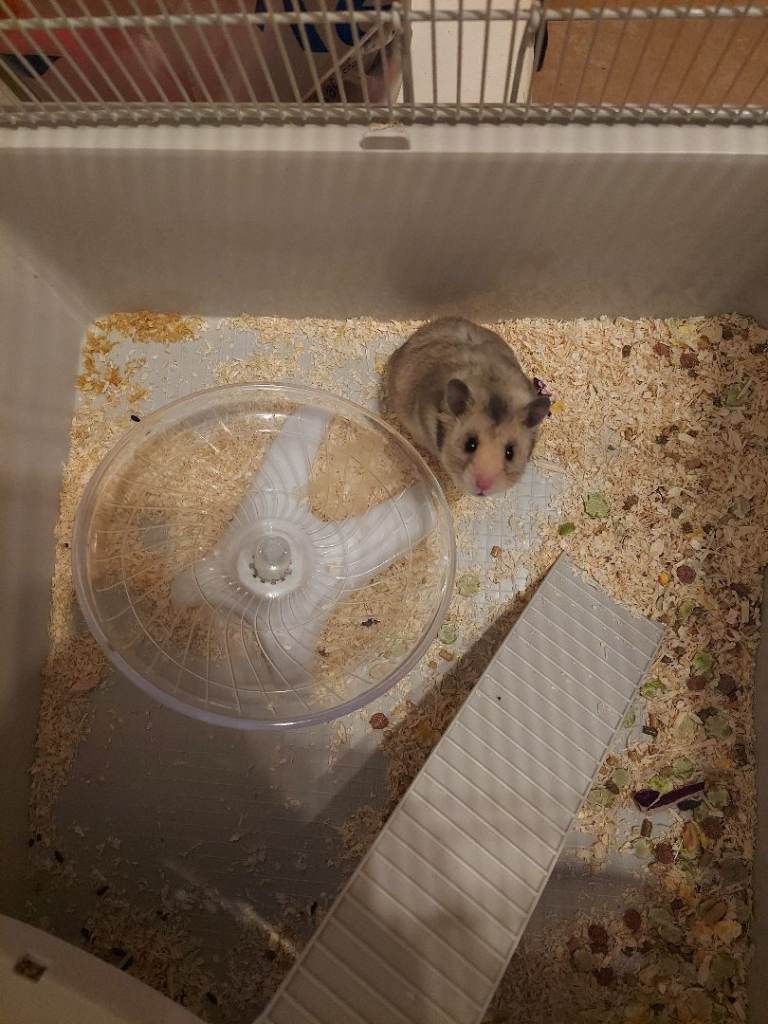 6 month old  Hamster plus cage