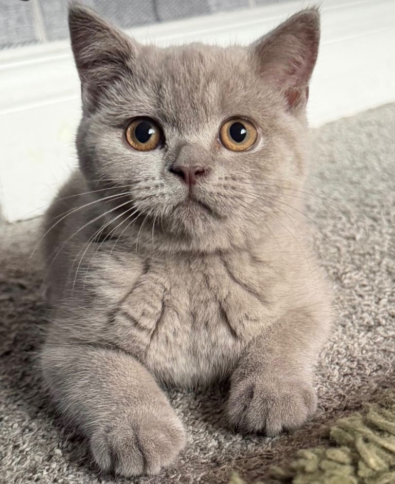 British blue Kitten Lilac girl last one. 