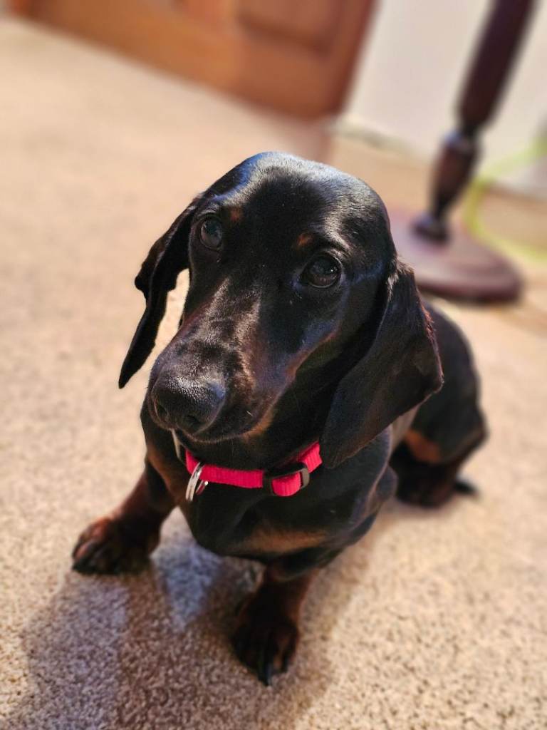 Miniature dachshund 