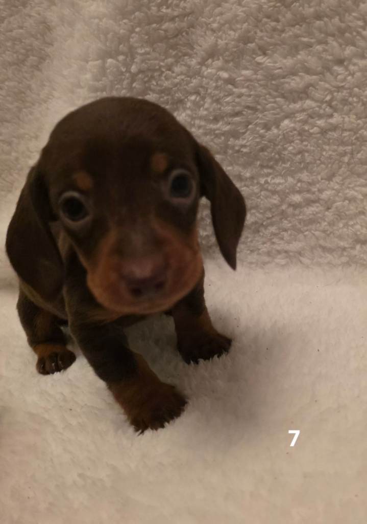 ONLY 4 BOYS LEFT READY THIS WEEK! Miniature dachshund 